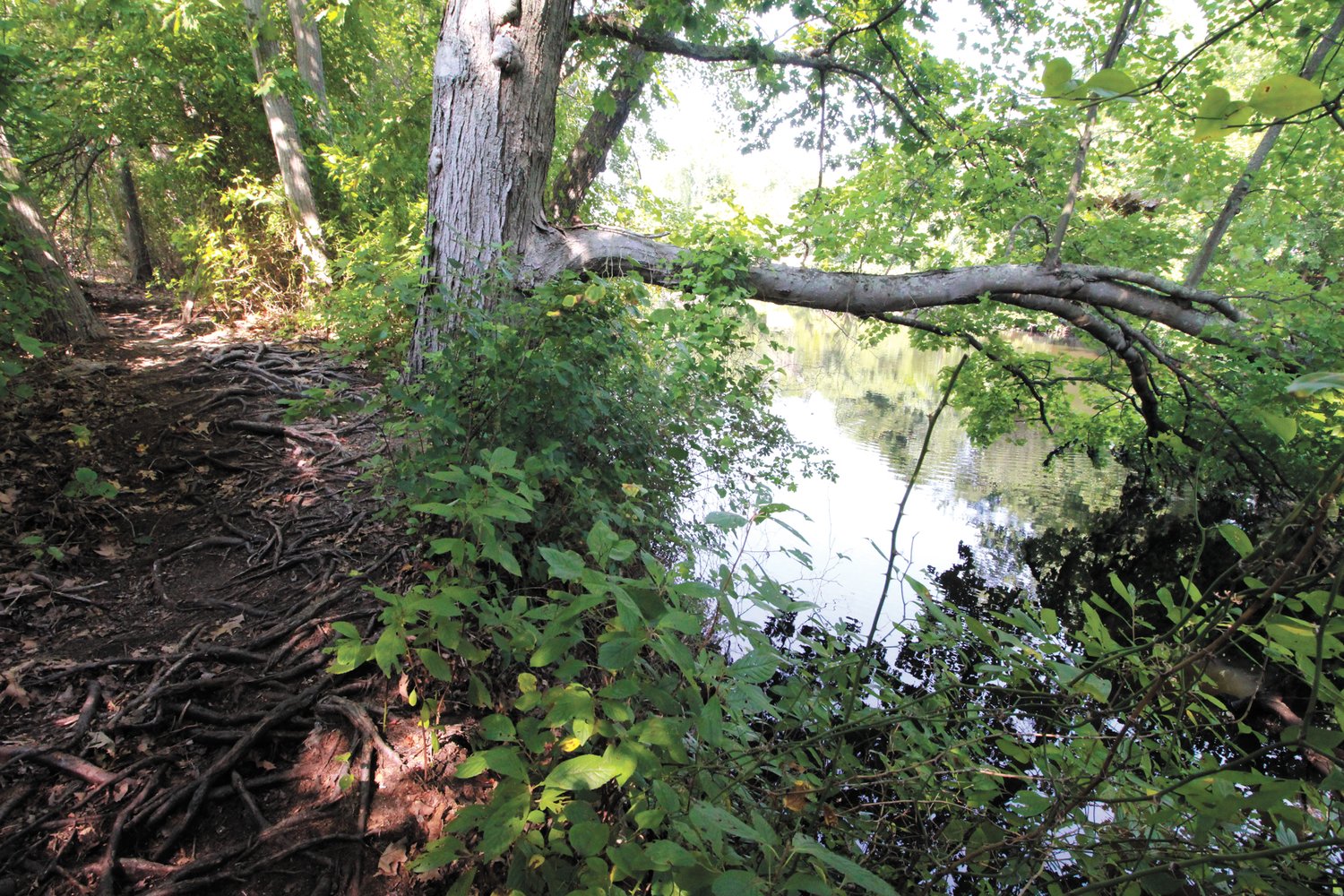 RIVER REFLECTIONS: The river trail on the south bank of the Pawtuxet offers a shaded walk with glimpses of the river and the ability to connect to the north bank trail at the Warwick Avenue Bridge. (Warwick Beacon photo)